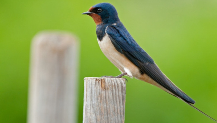 Les <strong>hirondelle</strong>s rustiques sont bien de retour !